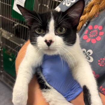 Tweedledee -  Domestic Short Hair Cat for Adoption in Charlottesville, Virginia - Tweedledee | PetCurious