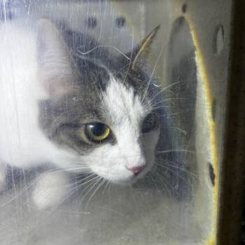 Rescue Domestic Short Hair Cats for Adoption in Philadelphia, Pennsylvania - Chloe | PetCurious