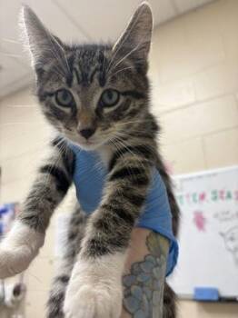 Pickle -  Domestic Medium Hair and Domestic Short Hair Cat for Adoption in Westland, Michigan - Pickle | PetCurious