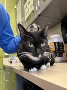 Domestic Short Hair Cats Available for Adoption in Wichita, Kansas - Fushi | PetCurious