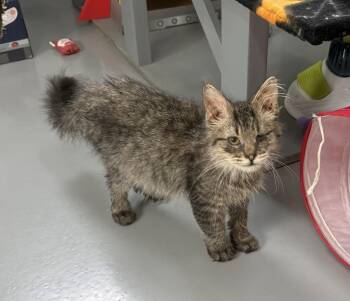 Edgewater -  Domestic Long Hair Cat for Adoption in Big Rapids, Michigan - Edgewater | PetCurious
