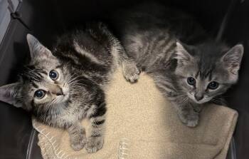 Woody -  Domestic Short Hair Cat for Adoption in Chicago, Illinois - Woody | PetCurious