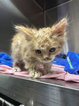 Rescue Domestic Short Hair Cats for Adoption in Fort Walton Beach, Florida - BUTTERFINGER | PetCurious