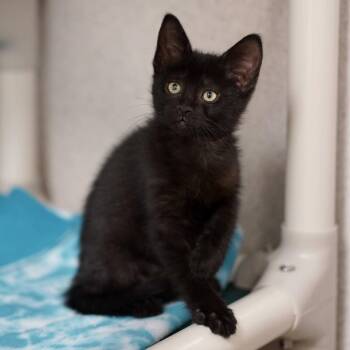 Domestic Short Hair Cats Available for Adoption in Naperville, Illinois - Post It | PetCurious