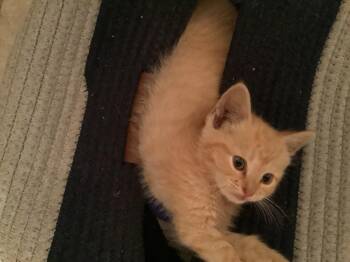 Angel Sass -  Domestic Short Hair Cat for Adoption in Somerset, Kentucky - Angel Sass | PetCurious