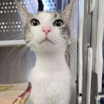 Cleopatra -  Domestic Short Hair Cat for Adoption in Spokane, Washington - Cleopatra | PetCurious