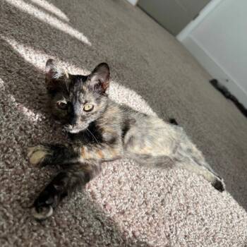 Tortellini -  Domestic Short Hair Cat for Adoption in Candler, North Carolina - Tortellini | PetCurious