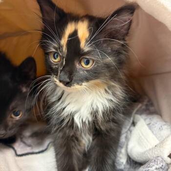 Amy -  Domestic Long Hair Cat for Adoption in Morristown, Vermont - Amy | PetCurious