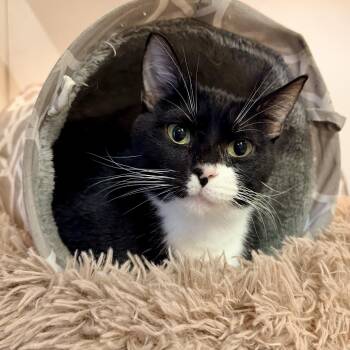 Ponyo -  Domestic Short Hair Cat for Adoption in New Fairfield, Connecticut - Ponyo | PetCurious
