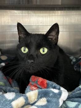 LEO -  Domestic Short Hair Cat for Adoption in Fort Lauderdale, Florida - LEO | PetCurious
