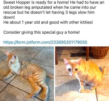 Hopper -  Domestic Short Hair Cat for Adoption in Mustang, Oklahoma - Hopper | PetCurious