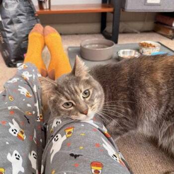 Domestic Short Hair Cats Available for Adoption in Woodland, California - DAISY | PetCurious