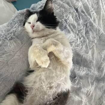 Rescue Domestic Short Hair Cats for Adoption - Briggs | PetCurious