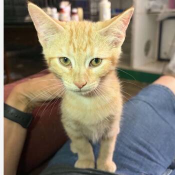 Tails AKA Ruth kitten A -  Domestic Short Hair Cat for Adoption in Granby, Missouri - Tails AKA Ruth Kitten A | PetCurious