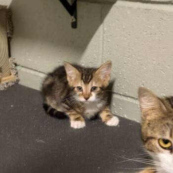 Domestic Short Hair Cats Available for Adoption in Toms River, New Jersey - Tinga | PetCurious