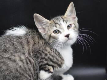 Neptune -  Domestic Short Hair Cat for Adoption in Portland, Oregon - Neptune | PetCurious