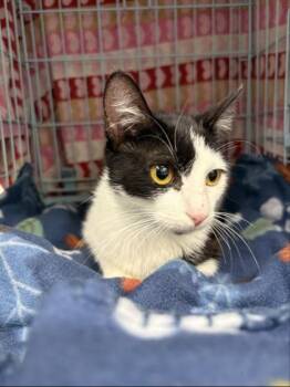 Domestic Short Hair Cats Available for Adoption in Gainesville, Florida - Xena | PetCurious