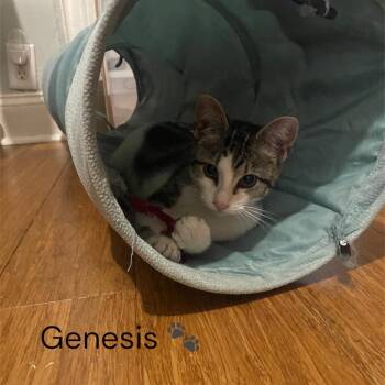 Genesis -  Domestic Short Hair Cat for Adoption in North Bergen, New Jersey - Genesis | PetCurious