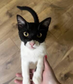 Catwoman -  Domestic Short Hair Cat for Adoption in Austin, Texas - Catwoman | PetCurious
