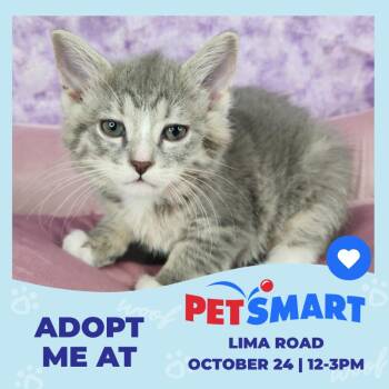 Doc -  Domestic Short Hair Cat for Adoption in Fort Wayne, Indiana - Doc | PetCurious