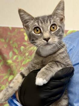 Pip -  Domestic Short Hair Cat for Adoption in San Antonio, Texas - Pip | PetCurious