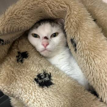 Gecko -  Domestic Short Hair Cat for Adoption in Goleta, California - Gecko | PetCurious