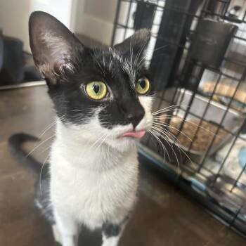 Angel Babyface -  Domestic Short Hair Cat for Adoption in New York, New York - Angel Babyface | PetCurious
