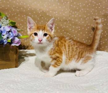 Domestic Short Hair Cats Available for Adoption in Groveland, Massachusetts - Teddy | PetCurious