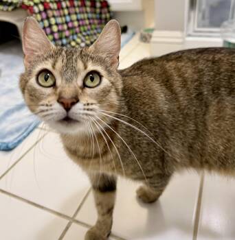 Domestic Short Hair Cats Available for Adoption - Elsa | PetCurious