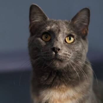 Dilute Tortoiseshell Cats Available for Adoption - Pistachio | PetCurious