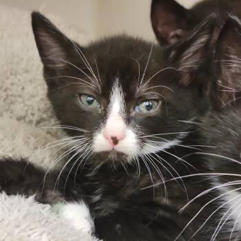 Domestic Short Hair Cats Available for Adoption in Sarasota, Florida - Dr. Pepper | PetCurious