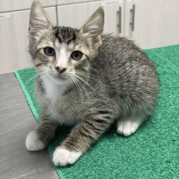 Strawberry -  Domestic Short Hair Cat for Adoption in Riverside, California - Strawberry | PetCurious