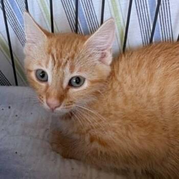 Tansy -  Domestic Short Hair Cat for Adoption in Gordonsville, Tennessee - Tansy | PetCurious