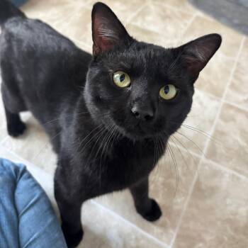 Tank -  Domestic Short Hair Cat for Adoption in Midland, Texas - Tank | PetCurious
