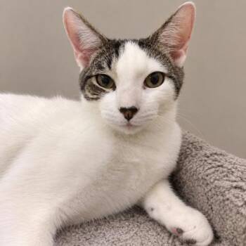 Tabasco Kershaw, needs a cat buddy -  Domestic Short Hair Cat for Adoption in Hudson, Massachusetts - Tabasco Kershaw, Needs A Cat Buddy | PetCurious