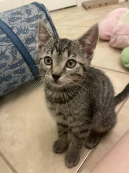 Domestic Short Hair Cats Available for Adoption in Zephyrhills, Florida - Wilbur | PetCurious