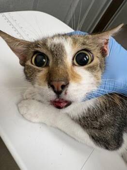 Ice tea -  Domestic Short Hair Cat for Adoption in Palm Coast, Florida - Ice Tea | PetCurious