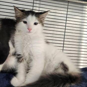 Nettle -  Domestic Short Hair Cat for Adoption in Hampton Bays, New York - Nettle | PetCurious