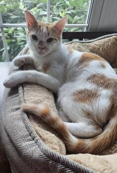 Milo K. -  Domestic Short Hair Cat for Adoption in Lemoyne, Pennsylvania - Milo K. | PetCurious