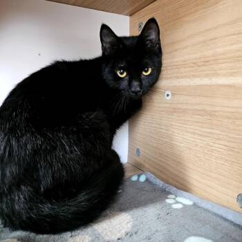 Domestic Short Hair Cats Available for Adoption - Oscar | PetCurious