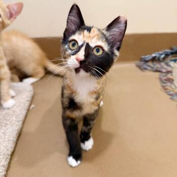 Canary -  Domestic Short Hair Cat for Adoption in Agoura Hills, California - Canary | PetCurious