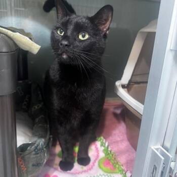 Domestic Short Hair Cats Available for Adoption in Hutchinson, Minnesota - Dickens | PetCurious