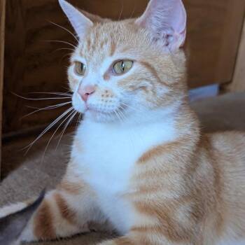 Domestic Short Hair Cats Available for Adoption in Chaska, Minnesota - Marmalade | PetCurious