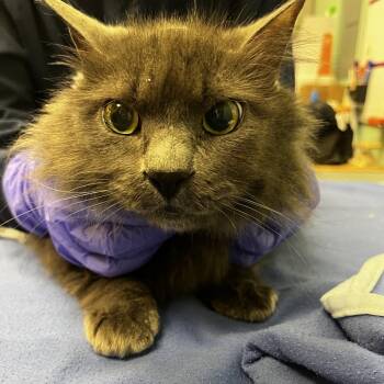 Domestic Medium Hair Cats Available for Adoption - Sasquatch | PetCurious