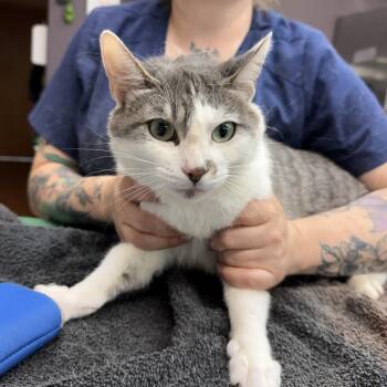 Circe -  Domestic Short Hair Cat for Adoption in Madison, Wisconsin - Circe | PetCurious