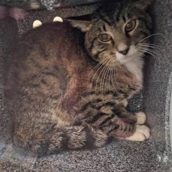 Domestic Short Hair Cats Available for Adoption in Lufkin, Texas - Wiskey | PetCurious