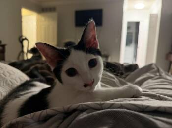 Georgie -  Domestic Short Hair Cat for Adoption - Georgie | PetCurious