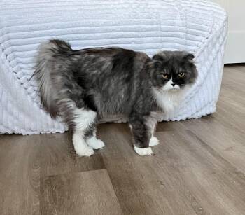 Rescue Scottish Fold and Persian Cats for Adoption in Stoughton, Wisconsin - Nadine | PetCurious