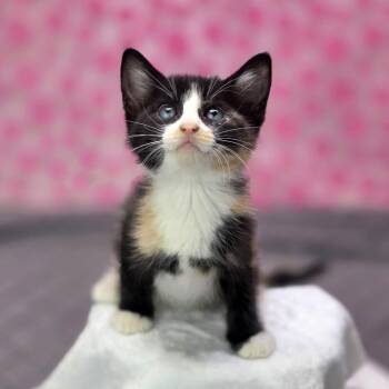 Weah-C -  Domestic Short Hair Cat for Adoption in East St. Louis, Illinois - Weah-C | PetCurious
