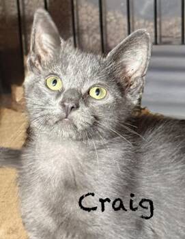 Craig -  Domestic Short Hair Cat for Adoption in Pawleys Island, South Carolina - Craig | PetCurious